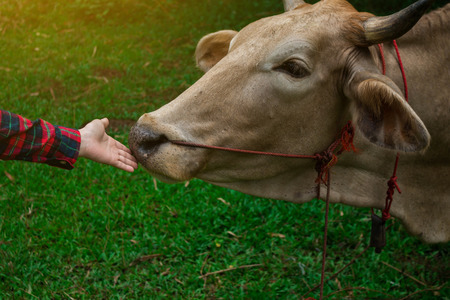 Farmers use their hands to touch the cow to express love.の写真素材