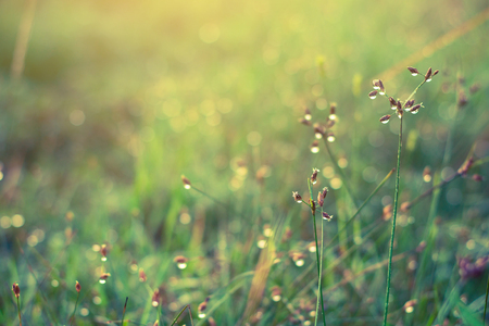 Drop water on grass close up.の写真素材