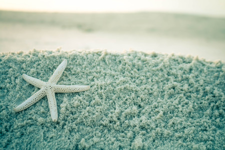 Starfish on the sea white sand.の写真素材