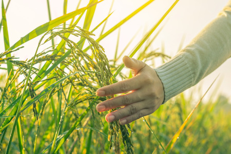The hand of a woman in the morning rice field.の写真素材