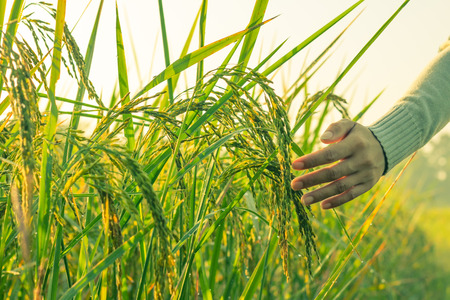 The hand of a woman in the morning rice field.の写真素材