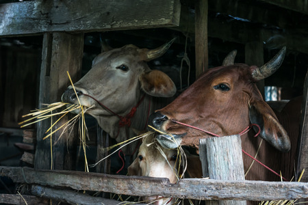 Cows are eating straw.の写真素材