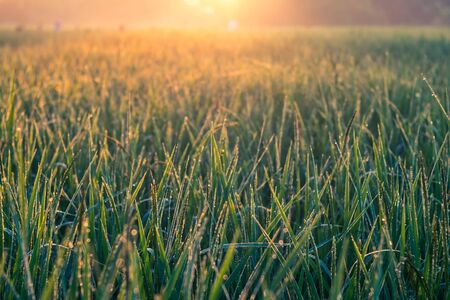 Morning sunshine in lush green fields.の写真素材