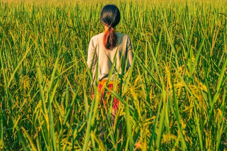 Woman in the morning rice field.の写真素材