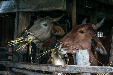 Cows are eating straw.の写真素材