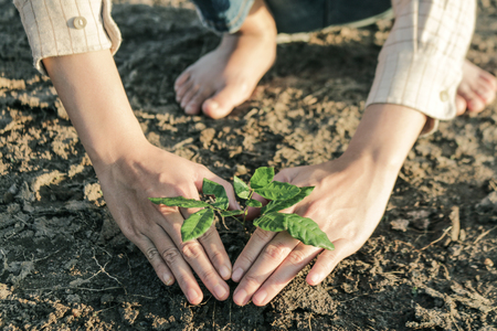 Woman planted a tree on a drought-stricken land in hopes of recovering the forest, Drought crisis concept.の写真素材