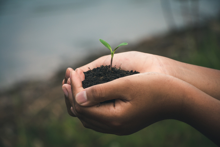 Hand for Planting trees back to the forest, Creating awareness for love wild, Wild plant concept.の写真素材