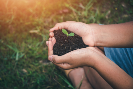 Hand for Planting trees back to the forest, Creating awareness for love wild, Wild plant concept.の写真素材