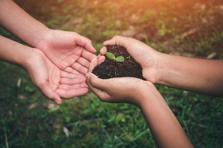 Hand for Planting trees back to the forest, Creating awareness for love wild, Wild plant concept.の写真素材