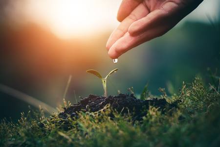 Hand for Planting trees back to the forest, Creating awareness for love wild, Wild plant concept.の写真素材