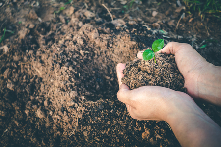 Hand for Planting trees back to the forest, Creating awareness for love wild, Wild plant concept.の写真素材