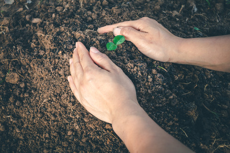 Hand for Planting trees back to the forest, Creating awareness for love wild, Wild plant concept.の写真素材