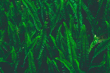 Beautyful ferns leaves green foliage natural fern background.の写真素材