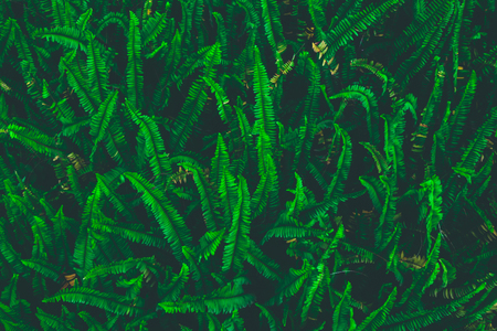 Beautyful ferns leaves green foliage natural fern background.の写真素材