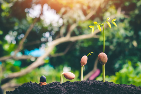Planting forests to reduce global warming, concept afforest.の写真素材