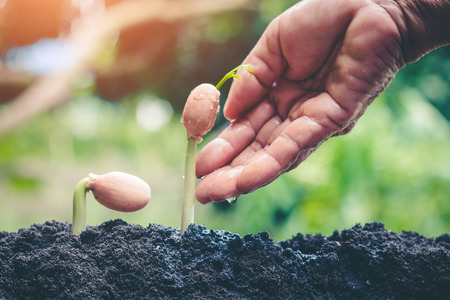 Planting forests to reduce global warming, concept afforest.の写真素材
