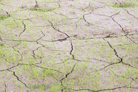 Dry soil caused by drought on rice fields.の写真素材
