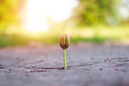 Growth of trees in drought, Living with tree drought.の写真素材