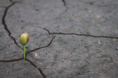 Growth of trees in drought, Living with tree drought.の写真素材