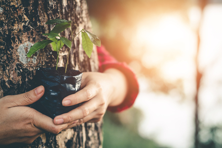 Planting forests to reduce global warming, concept afforest.の写真素材
