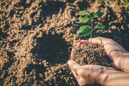 Hand for Planting trees back to the forest, Factors in planting trees to grow.の写真素材