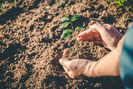 Hand for Planting trees back to the forest, Factors in planting trees to grow.の写真素材