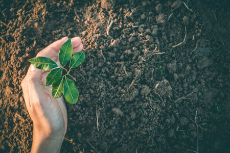 Hand for Planting trees back to the forest, Factors in planting trees to grow.の写真素材