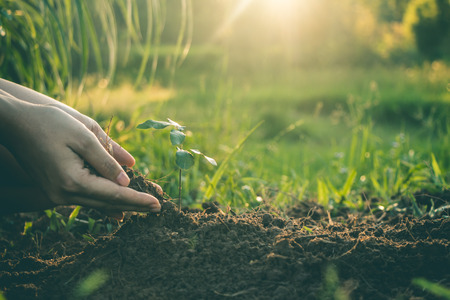Hand for Planting trees back to the forest, Factors in planting trees to grow.の写真素材