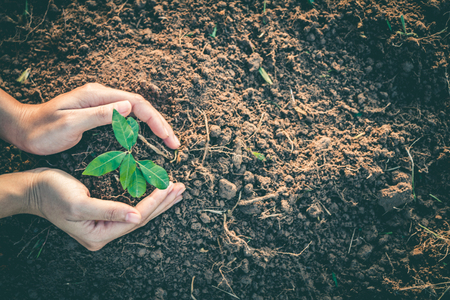 Hand for Planting trees back to the forest, Factors in planting trees to grow.の写真素材