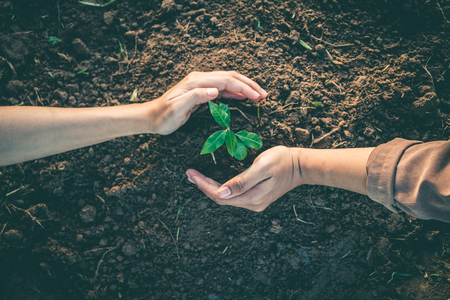 Hand for Planting trees back to the forest, Factors in planting trees to grow.の写真素材