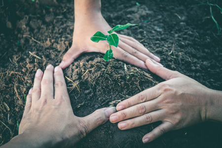 Hand for Planting trees back to the forest, Factors in planting trees to grow.の写真素材