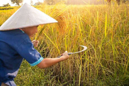 Child farmer is harvesting rice in Thailand.の写真素材