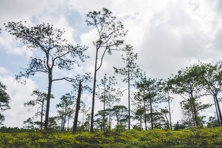 Pine forest.の写真素材
