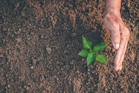 Hand for planting trees back to the forest, Creating awareness for love wild, Wild plant concept.の写真素材