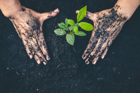 Hand for planting trees back to the forest, Creating awareness for love wild, Wild plant concept.