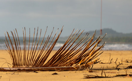 Driftwood pieces are scattered across a serene beach, as calm ocean waves gently roll inの写真素材