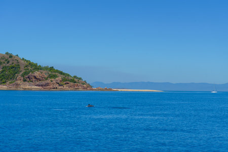 Enjoy the tranquility of a coastal landscape with a dolphin in clear blue waters and natureの写真素材