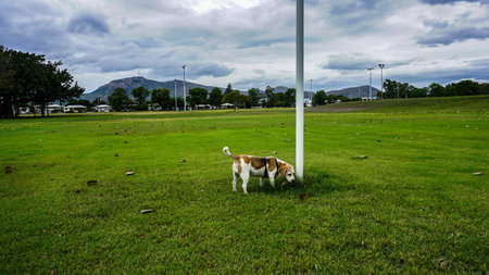 A Playful Dog Joyfully Exploring a Lush Green Field Under a Beautiful Cloudy Sky