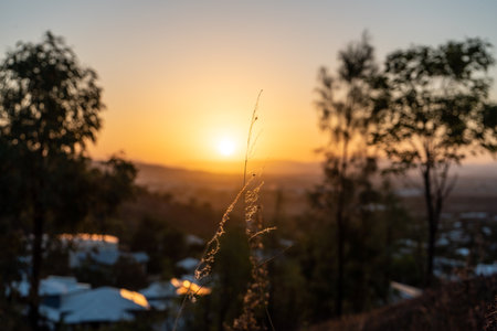 A blurry sunset picture over a city with trees in the foregroundの写真素材