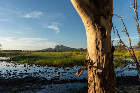 Closeup of Paperbark Tree looking up towards the skyの写真素材