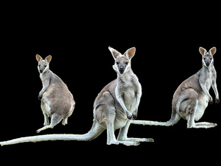 Wallaby with a transparent background