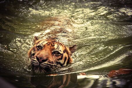 Swimming Tigerの素材