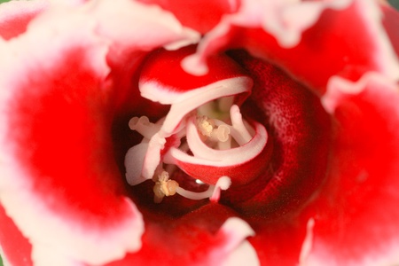 Macro of a beautiful flowerの素材