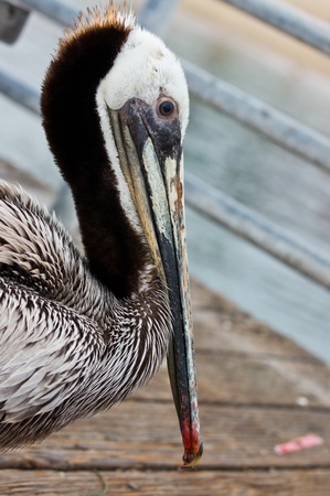  wet pelican trying to dry off in the afternoon sun on a pierの写真素材
