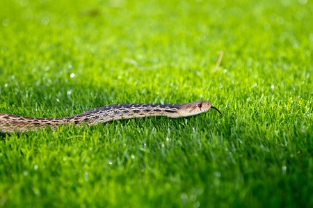 A California Garter Snake enjoying the warmth of artificial turfの写真素材