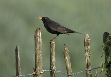 Blackbird perched on an old fence,blurred backgroundの写真素材