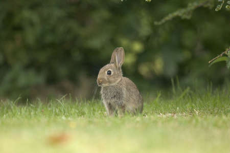 A wild rabbit sitting alert against a blurred background