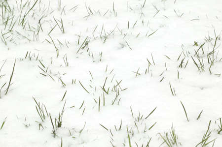 Blades of grass sticking through the snowの写真素材