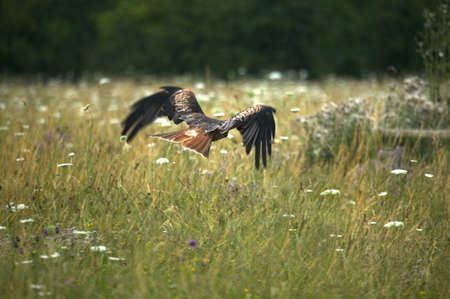 A red kite flying across a wild meadow with motion blur on the wings whilst the tail and body are...