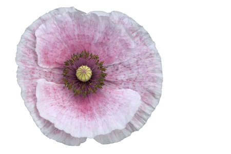 Pink Poppy isolated on white with a clipping pathの写真素材